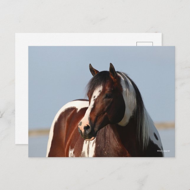 Bob Langrish Tobiano Paint Horse Stallion Headshot Postcard (Front/Back)