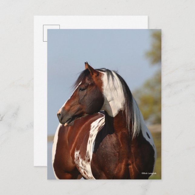 Bob Langrish | Tobiano Paint Stallion Headshot Postcard (Front/Back)