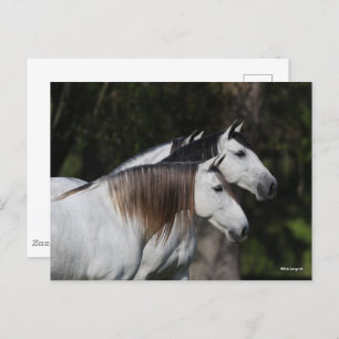Bob Langrish Two Andalucians Standing Together Postcard