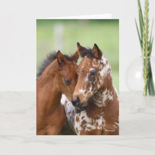 Bob Langrish   Two Appaloosa Foals Meeting Card