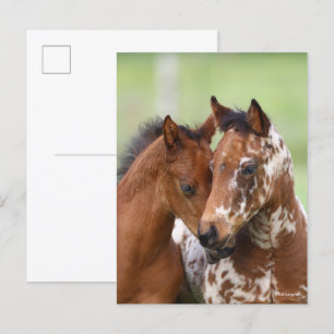Bob Langrish   Two Appaloosa Foals Meeting Postcard