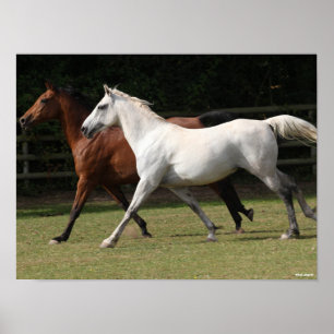 Bob Langrish Two Arab Horses Runnng Together Poster