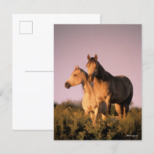 Bob Langrish   Two Arab Horses Standing at Sunset Postcard