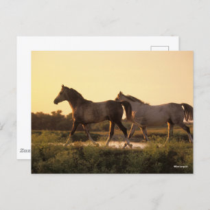 Bob Langrish   Two Arab Horses Walking at Sunset Postcard
