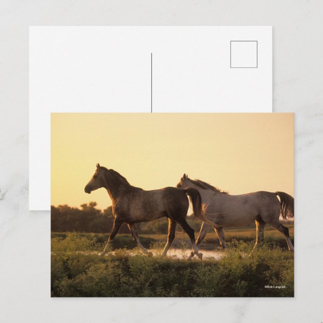 Bob Langrish | Two Arab Horses Walking at Sunset Postcard (Front/Back)