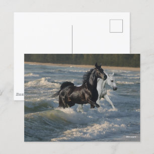 Bob Langrish   Two Arab Horses Walking In The Sea Postcard