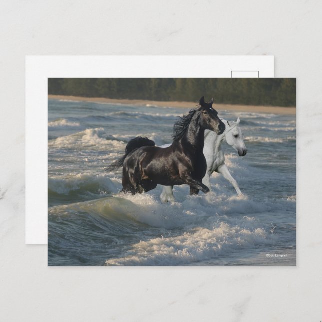 Bob Langrish | Two Arab Horses Walking In The Sea Postcard (Front/Back)