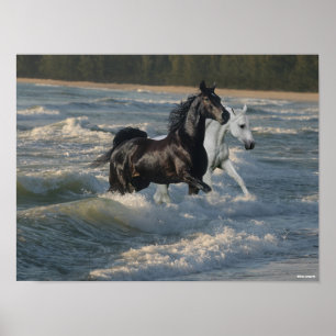 Bob Langrish Two Arab Horses Walking In The Sea Poster