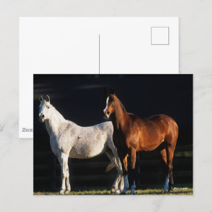 Bob Langrish   Two Arab Mares Standing In Sunlight Postcard