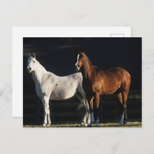 Bob Langrish | Two Arab Mares Standing In Sunlight Postcard (Front/Back)