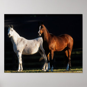 Bob Langrish Two Arab Mares Standing In Sunlight Poster