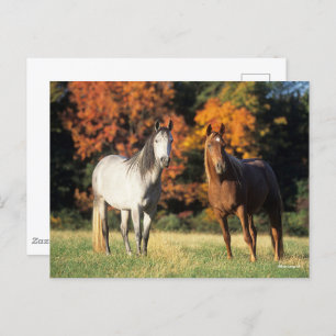 Bob Langrish Two Arabs Standing Together in Field Postcard