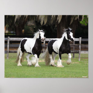 Bob Langrish   Two Black and White Gypsy Vanners Poster
