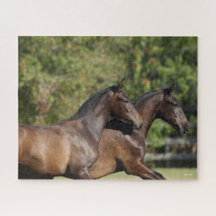 Bob Langrish   Two Brown Andalucian Horses Running Jigsaw Puzzle
