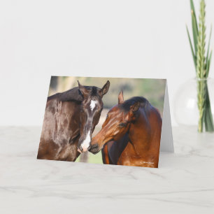 Bob Langrish   Two Canadian Sport Horses Meeting Card