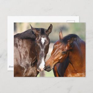 Bob Langrish Two Canadian Sport Horses Meeting Postcard