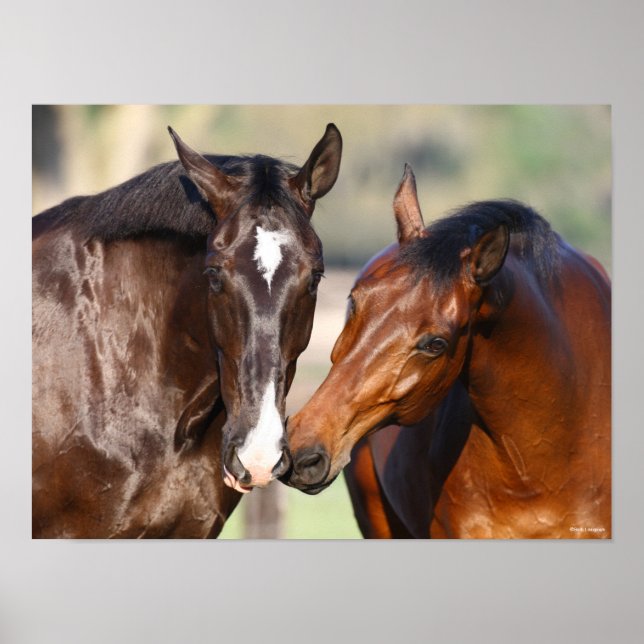 Bob Langrish | Two Canadian Sport Horses Meeting Poster (Front)