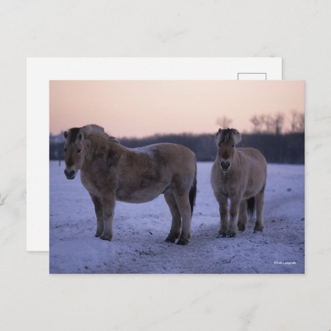 Bob Langrish | Two Fjord Horses Standing In Snow Postcard (Front/Back)