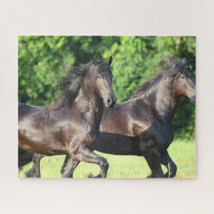 Bob Langrish   Two Friesians Running Together Jigsaw Puzzle