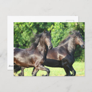 Bob Langrish Two Friesians Running Together Postcard