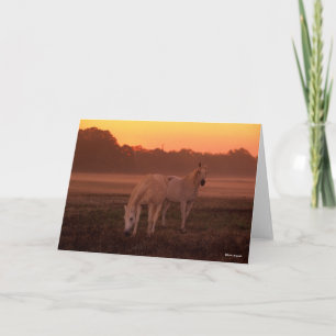 Bob Langrish   Two Grey Arab Horses Standing Card