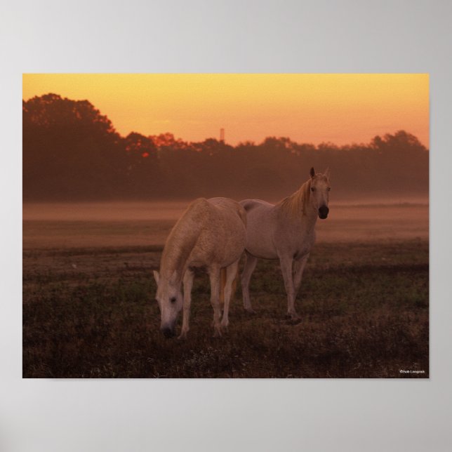 Bob Langrish | Two Grey Arab Horses Standing Poster (Front)