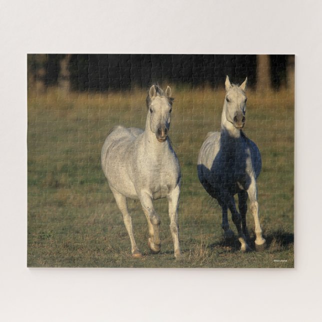 Bob Langrish | Two Grey Arabs Running Together Jigsaw Puzzle (Horizontal)