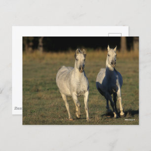 Bob Langrish Two Grey Arabs Running Together Postcard