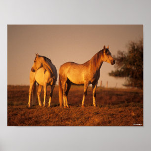 Bob Langrish Two Grey Arabs Standing at Sunset Poster