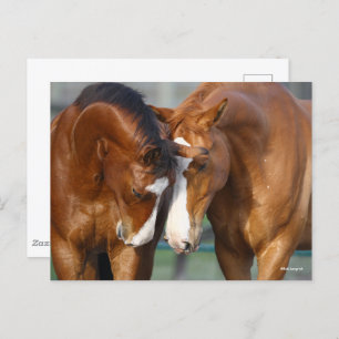 Bob Langrish Two Horses Heads Together Postcard