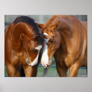 Bob Langrish   Two Horses Heads Together Poster