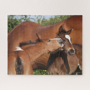 Bob Langrish   Two Irish Sport Horse Foals Playing Jigsaw Puzzle