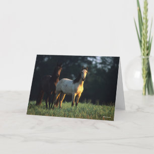 Bob Langrish   Two Kiger Mustangs Standing Card