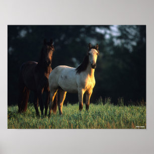 Bob Langrish Two Kiger Mustangs Standing Poster