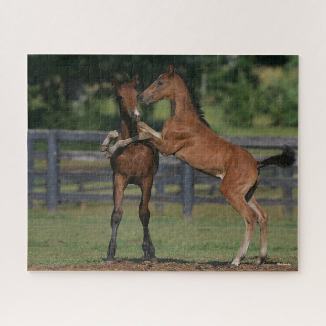 Bob Langrish | Two Morgan Foals Playing Jigsaw Puzzle (Horizontal)