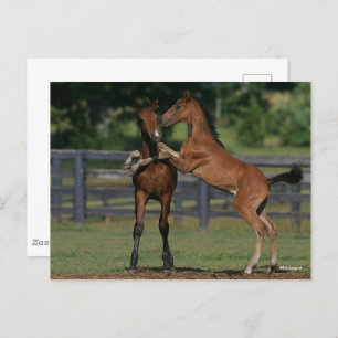 Bob Langrish   Two Morgan Foals Playing Postcard