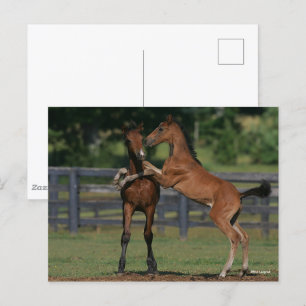 Bob Langrish Two Morgan Foals Playing Postcard