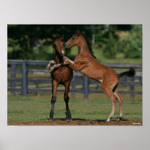 Bob Langrish Two Morgan Foals Playing Poster