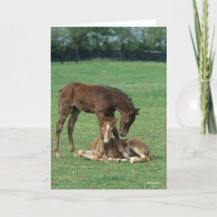 Bob Langrish   Two Morgan Horse Foals Playing Card