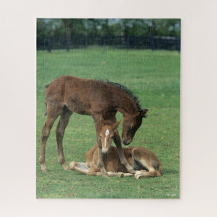 Bob Langrish Two Morgan Horse Foals Playing Jigsaw Puzzle