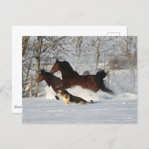 Bob Langrish   Two Morgan Horses and Dog In Snow Postcard