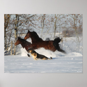 Bob Langrish Two Morgan Horses and Dog In Snow Poster