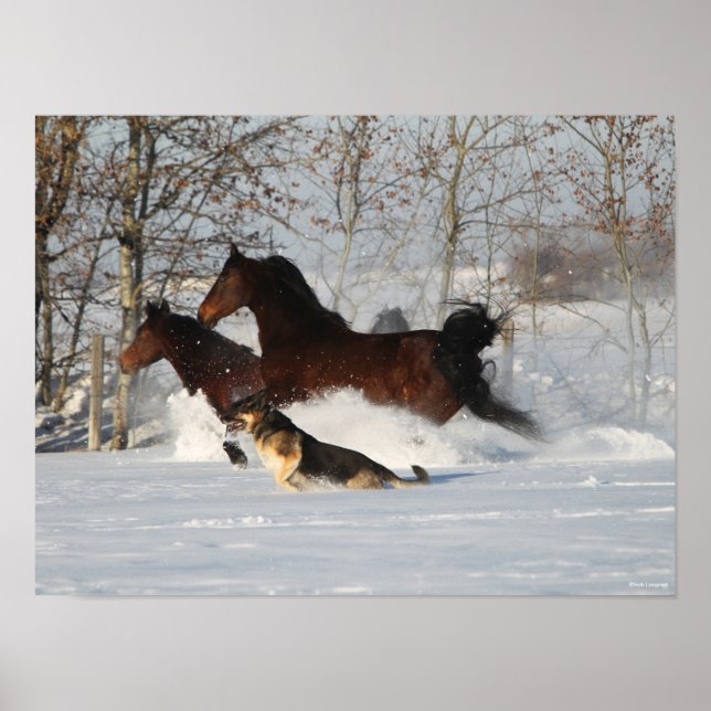 Bob Langrish | Two Morgan Horses and Dog In Snow Poster (Front)