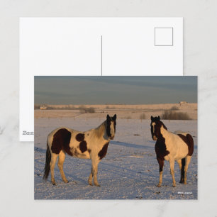 Bob Langrish Two Paint Horses In The Snow Postcard