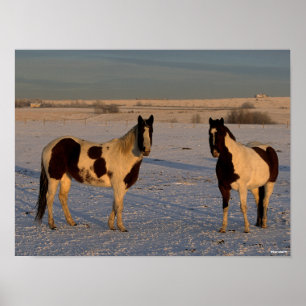 Bob Langrish Two Paint Horses In The Snow Poster