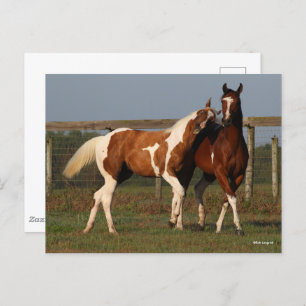 Bob Langrish Two Paint Horses Playing Together Postcard