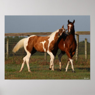 Bob Langrish Two Paint Horses Playing Together Poster