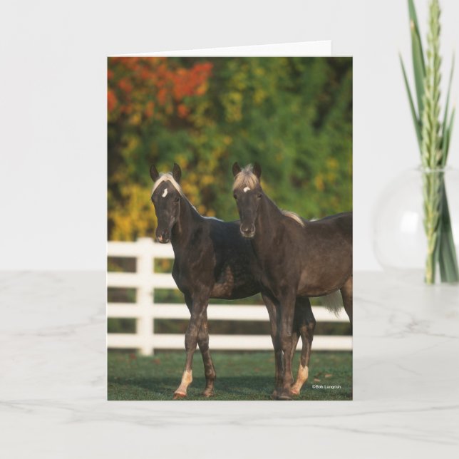 Bob Langrish | Two Rocky Mountain Foals Standing Card (Front)