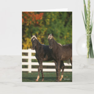 Bob Langrish   Two Rocky Mountain Foals Standing Card