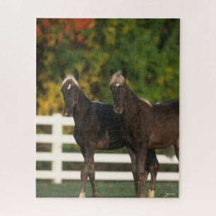 Bob Langrish   Two Rocky Mountain Foals Standing Jigsaw Puzzle